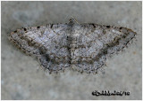 <h5><big>Faint-spotted Angle Moth<br></big><em>Digrammia ocellinata  #6386</h5></em>