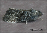 <h5><big>Dotted Ecdytolopha Moth<br></big><em>Ecdytolopha punctidiscana #3495</h5></em>