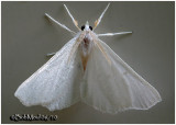 <h5><big>Elm Spanworm Moth<br></big><em>Ennomos subsignaria  #6798</h5></em>
