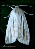 <h5><big>Cattail Caterpillar Moth<br></big><em>Simyra insularis #9280</h5></em>