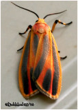 <h5><big>Painted Lichen Moth<br></big><em>Hypoprepia fucosa #8090</h5></em>