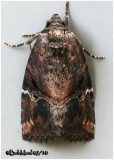 <h5><big>Variegated Midget  Moth<br></big><em>Elaphria versicolor #9678</h5></em>
