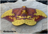 <h5><big>Imperial Moth-Male<br></big><em>Eacles imperialis #7704</h5></em>