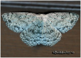 <h5><big>Sweetfern Moth<br></big><em>Cyclophora pendulinaria #7139</h5></em>