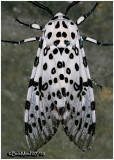 <h5><big>Giant Leopard Moth<br></big><em>Hypercompe scribonia #8146</h5></em>