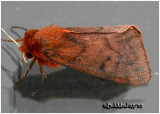 <h5><big>Large Ruby Tiger  Moth<br></big><em>Phragmatobia assimilans #8158</h5></em>