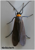 <h5><big>Yellow-collared <BR>Scape Moth<br></big><em>Cisseps fulvicollis #8267</h5></em>