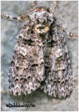 <h5><big> Raspberry Bud Dagger  Moth<br></big><em> Acronicta increta #9249</h5></em>