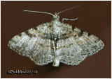 <h5><big>Hollow-Spotted Angle Moth<br></big><em>Digrammia gnophosaria #6405</h5></em>