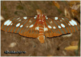 <h5><big>Regal Moth<br></big><em>Citheronia regalis #7706</h5></em>