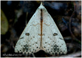 <h5><big>Dead-wood Borer Moth <br></big><em>Scolecocampa liburna #8514</h5></em>