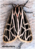 <h5><big>Virgin Tiger  Moth<br></big><em>Grammia virgo #8197</h5></em>