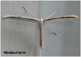 <h5><big>Morning-glory Plume  Moth<br></big><em>Emmelina monodactyla  #6234</h5></em>