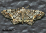 One-spotted Variant MothHypagyrtis unipunctata #6654