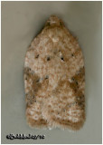 <h5><big>Schallers Acleris Moth <br></big><em>Acleris schallereana  #3527</h5></em>