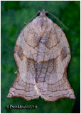 <h5><big>Omnivorous Leafroller Moth<br></big><em>Archips purpurana  #3658</h5>