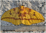 <h5><big>Imperial Moth-Female<br></big><em>Eacles imperialis #7704</h5></em>