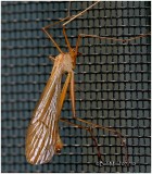 Hangingfly-Genus Bittacus