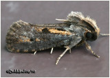 <h5><big>Clemens Grass Tubeworm Moth<br></big><em>Acrolophus popeanella #0373</h5></em>