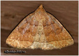 <h5><big>Yellowish Zanclognatha Moth<br></big><em> Zanclognatha marcidilinea #8352</h5></em>
