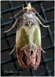 <h5><big>Sculptured Moth<br></big><em>Eumarozia malachitana #2749</h5></em>