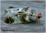 <h5><big>Orange-tufted Oneida Moth<br></big><em>Oneida lunulalis  #5588</h5></em>