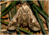 <h5><big>Black-spotted Prominent Moth-Female<br></big><em>Dasylophia anguina #7957</h5></em>