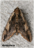 <h5><big>Elm Sphinx Moth<br></big><em>Ceratomia amyntor #7786</h5></em>