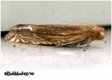 <h5><big>Solidago Eucosma  Moth<br></big><em>Eucosma cataclystiana  #3142</h5></em>