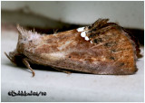 <h5><big>Small Necklace Moth<br></big><em>Hypsoropha hormos #8528</h5></em>