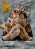 <h5><big>Black-barred Brown Moth<br></big><em>Plagiomimicus pityochromus  #9754</h5></em>