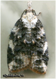 <h5><big>Exasperating Platynota Moth<br></big><em>Platynota exasperatana  #3743</h5></em>
