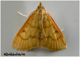 <h5><big>Helvibotys Helvialis  Moth<br></big><em>Helvibotys helvialis #4980</h5></em>