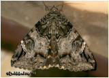 <h5><big>Locust Underwing Moth<br></big><em>Euparthenos nubilis  #8719</h5></em>