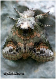 <h5><big>Small Heterocampa Moth<br></big><em>Heterocampa subrotata #7985</h5></em>