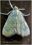 <h5><big>White-roped Glaphynia  Moth<br></big><em>Glaphyria sequistrialis  #4870</h5></em>