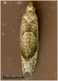 <h5><big>Derelict Eucosma  Moth<br></big><em>Eucosma derelicta #3120</h5></em>