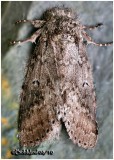 <h5><big>Variable Oakleaf Caterpillar Moth<br></big><em>Lochmaeus manteo #7998</h5></em>