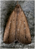 <h5><big> Bronzy Macrochilo Moth<br></big><em>Macrochilo orciferalis  #8360</h5></em>