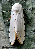 <h5><big>Salt Marsh Moth<br></big><em>Estigmene acrea #8131</h5></em>