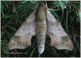 <h5><big>Virginia Creeper Sphinx Moth<br></big><em>Darapsa myron #7885</h5></em>