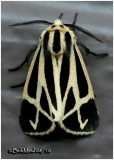 <h5><big>Harnessed Tiger Moth<br></big><em>Apantesis phalerata  #8169</h5></em