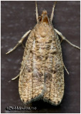 <h5><big>Oak Leaf-tying Psilocorsis Moth <br></big><em>Psilocorsis quercicella  #0955</h5></em>