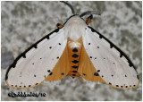 <h5><big>Salt Marsh Moth<br></big><em>Estigmene acrea #8131</h5></em>