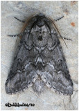 <h5><big>Double-lined Prominent Moth<br></big><em>Lochmaeus bilineata #7999</h5></em>
