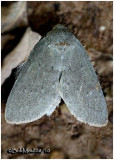 <h5><big>Saddled Prominent Moth-Female<br></big><em>Heterocampa guttivitta #7994</h5></em>