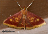 <h5><big>Mint-loving Pyrausta Moth<br></big><em>Pyrausta acrionalis  #5071</h5></em>