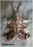 <h5><big>DefiniteTussock Moth<br></big><em>Orgyia definita #8314</h5></em>