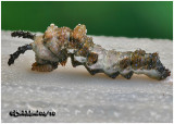 Red-spotted Purple Caterpillar