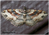 <h5><big>Bent-line Carpet Moth-Female<br></big><em>Costacovexa centrostrigaria #7416</h5></em>